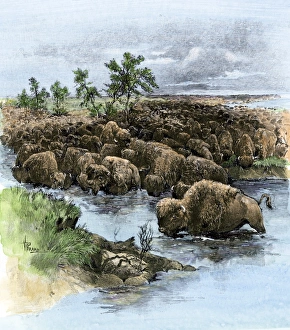 Herd of buffalo drinking from the Platte River on the Great Plains