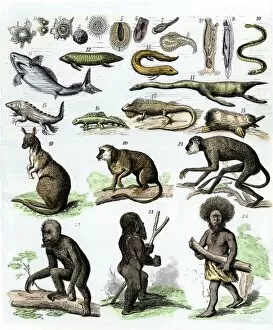 Diagram Collection: Human evolution as described in the 1870s