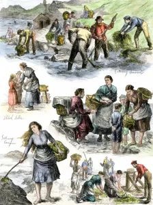 Ireland Prints: Hungry Irish people gathering seaweed for food