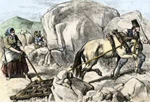 Famine Gallery: Irish farmers harrowing poor soil, 1800s