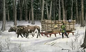 Iroquois with his ox-drawn timber cargo