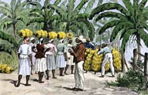 Bare Foot Prints: Jamaican women carrying bananas to a seaport