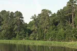 Jamestown Colony Collection: Jamestown forest, Virginia