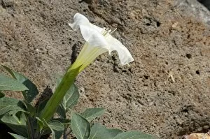 Miscellaneous Gallery: Jimson, or sacred datura, New Mexico