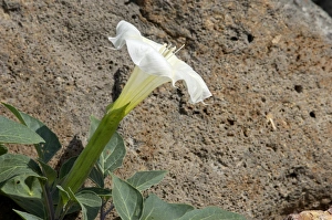 Miscellaneous Gallery: Jimson, or sacred datura, New Mexico