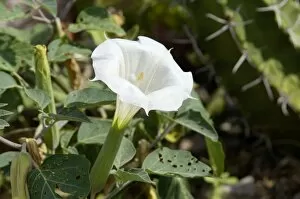 Native Plant Collection: Jimson, or sacred datura, New Mexico