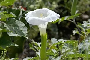 Miscellaneous Collection: Jimson, or sacred datura, New Mexico
