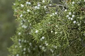 Native Plant Collection: Juniper berries, Arizona