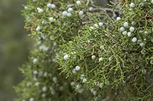 Canyon De Chelly National Monument Gallery: Juniper berries, Arizona