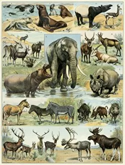 Drawing Gallery: Some large mammals