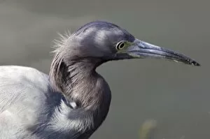 Swamp Gallery: Little blue heron in the Florida Everglades