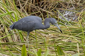 Animals:wildlife Prints: Little blue heron in the Florida Everglades