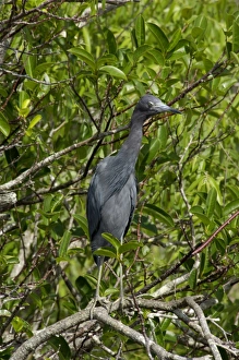 Animals:wildlife Prints: Little blue heron in the Florida Everglades