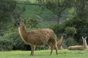 Andes Mountains Gallery: Llamas at Ingapirca, Ecuador