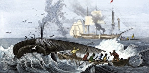 Long boat crew harpooning a whale