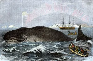Sailing Ship Prints: Longboat crew attacking a whale with hand harpoons in the Arctic