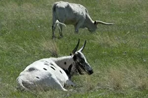 Steer Collection: Longhorn cattle