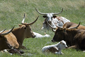 Longhorn cattle