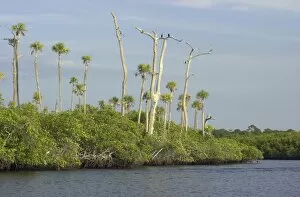 Bird Gallery: Loxahatchee River, Floridas only wild and scenic river