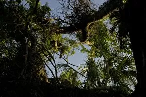 Tree Gallery: Mahogany tree in the Florida Everglades