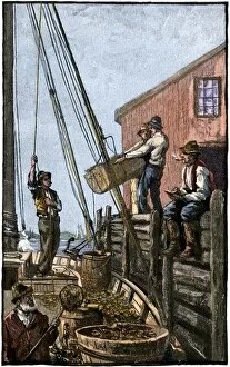 Fishing Industry Collection: Maine lobstermen unloading their catch