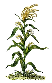 Maize, or indian corn plant
