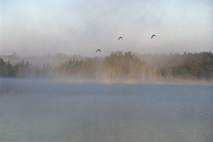 Midwestern Gallery: Mallards over the Wolf River, Wisconsin