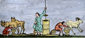 Milk Gallery: Medieval milking and churning