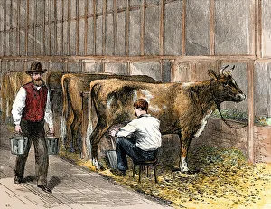 1870s Prints: Milking-time in a dairy barn, 1870s