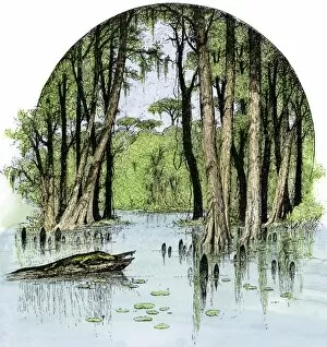 Louisiana Collection: Mississippi River bayou