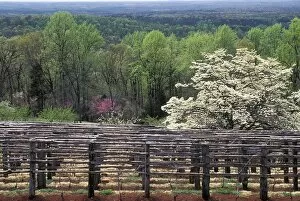 Thomas Jefferson Collection: Monticello vineyard