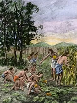 Mound Collection: Moundbuilders harvesting corn and squash