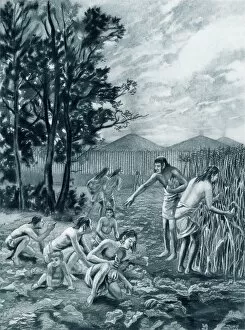 Mound Collection: Moundbuilders harvesting corn and squash