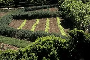 Farming:agriculture Gallery: Mount Vernon lettuce bed