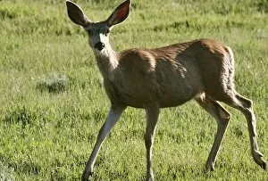 Wild Life Gallery: Mule deer, North Dakota