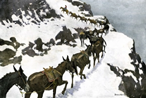 Mule train going into the silver mines of Colorado