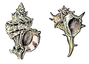 Currency Gallery: Murex shells