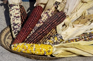 Muticolored corn, a Native American staple crop