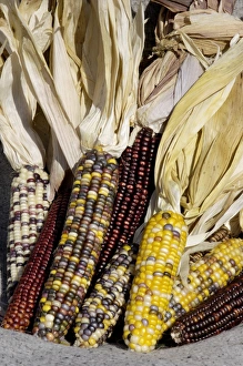 Muticolored corn, a Native American staple crop