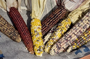 Muticolored corn, a Native American staple crop