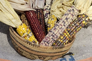 Staple Prints: Muticolored corn, a Native American staple crop