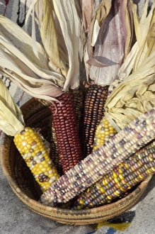 Muticolored corn, a Native American staple crop