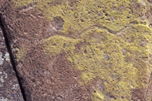 Pre Columbian Prints: Native American petroglyph of a snake