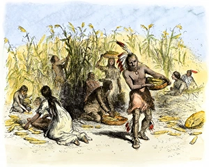 Native Americans harvesting maize