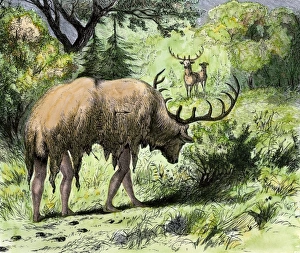 Hunting Prints: Native Americans hunting by masquerading as an elk