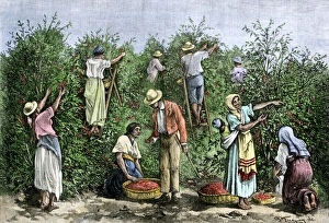 Native workers harvesting coffee in Costa Rica