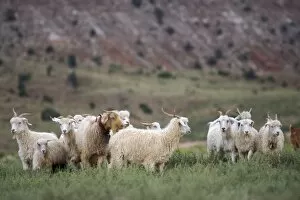 Herd Collection: Navajo sheep in Arizona