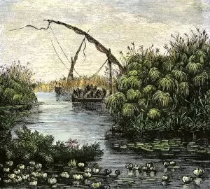 Africa history Gallery: Nile River papyrus thickets