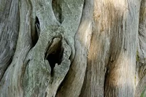 Nature Gallery: Old tree, Yorktown Battlefield, Virginia