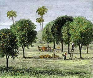 Farming:agriculture Gallery: Orange grove in California